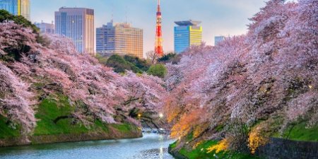 20260423_ASIA_Cherry_Blossom.jpg