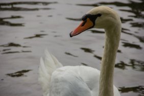 swan-in-the-berlin-spandauer-shifffahrtskanal_15099151165_o.jpg