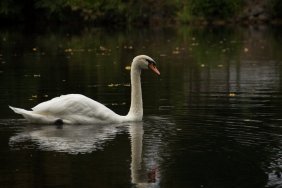 swan-in-the-berlin-spandauer-shifffahrtskanal_15098780792_o.jpg