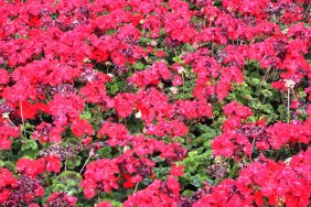 flowers-tiergarten_14844742009_o.jpg