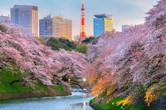 20260423_ASIA_Cherry_Blossom.jpg