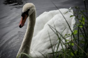 swan-in-the-berlin-spandauer-shifffahrtskanal_15103519865_o.jpg