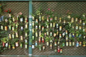 selfmade-garden-in-moabit_15053668015_o.jpg